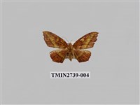 藏品(尺蛾294)的圖片